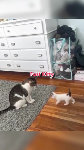 On the speed of cats #foryou #fy #fyp #cat #animals #funny
