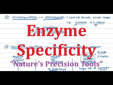8. Enzyme Specificity | Types & Examples | Enzymology