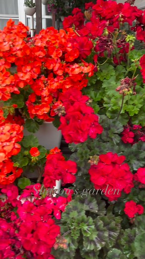Stunning beauty of geraniums flower #geranium #flowerlovers #geraniums #MyGarden #flowerpower #naturelovers #naturephotography | Sharon’s garden IN JAPAN