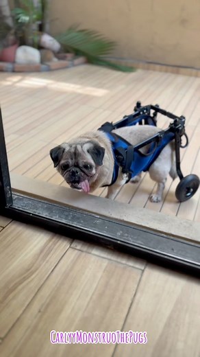 Carly se supera día a día…#carlyymonstruothepugs #carlyymonstruothepugsyskids #carlyymonstruothepugsyunskids #carlyymonstruo #carlyymonstruoyunskids #carlyymonstruoyskids #pugs #pug #perros #perro #perritos #perrito #locurasperrunas #cosasdepugs #cosasdeperros #sillaparaperro #silladeruedas #silladeruedascanina #silladeruedasparaperro | Carly & Monstruo The Pugs