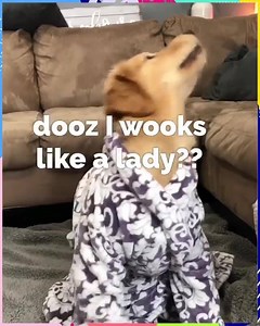 9.6K views · 126 reactions | This good boy shows you how to take a bath  Video credit @tuberbudzyn | I Love Goldendoodles | Facebook