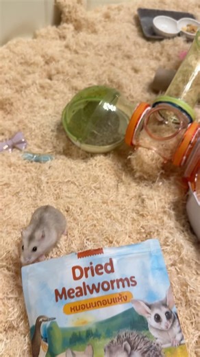 Oops… #hamster