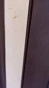 65K views · 1.2K reactions | Crazy deer歷#foryou #tiktok #funnyvideos #deer | Animals Moments | Facebook