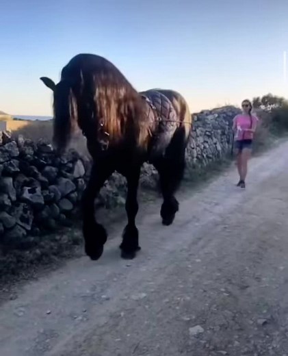 Black Frisone Di 4 anni😍#cavallodatiro #fresianlove #fresiansporthorse #fresianhorse #frisonehorse #frisones #fresian #fypシ #fyp #noiperte #viraltiktok #cavallochallenge #cavalliditiktok #naturacavall