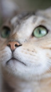 Sky Cowans (Sky Life) on Instagram: "Cats are basically little sound healers 🐾 In ancient Egypt, they were considered sacred—symbols of intuition, protection, and healing. And now modern scientific research is proving their healing abilities. The National Institutes of Health found that just owning a cat can reduce your risk of heart attack and stroke by over 30%. Being around them lowers cortisol and raises oxytocin, the bonding + healing hormone. But their purr is even more powerful. Most cat