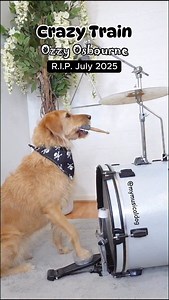 68K views · 1.2K reactions | This is our tribute to the king of Heavy Metal, Ozzy Osbourne, who unfortunately died yesterday. Hope you like our cover of one of his most famous songs, Crazy Train  . . #drummerdog #dogplayingdrums #drumcover #ozzyosbournefans #ozzyosbourneband #crazytrain | My Musical Dog | Facebook