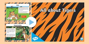 KS1 All About Tigers PowerPoint