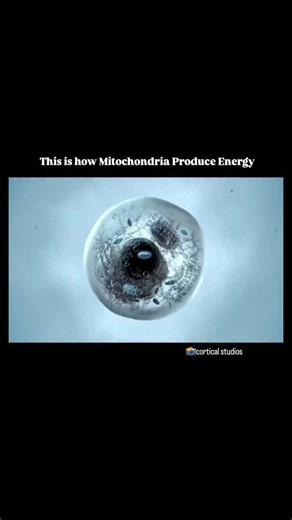 World of Biology on Instagram: "Mitochondria generate energy by converting nutrients into ATP the cell’s power source. Follow for more - @world_of_biology_wob2"