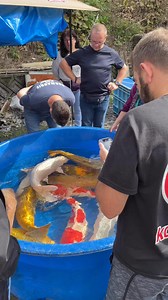 The Colors make this Fish so Special 🎨 #fish #koi #japanesekoi #pondlife | Yvo - The Koi Partner