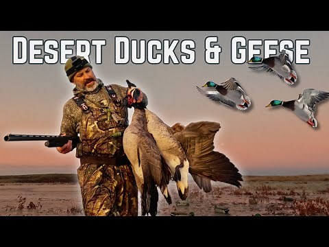 EPIC Solo Desert Hunt // FULL Limits of Ducks and Geese!!!