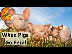 What Happens When Pigs Go Feral?