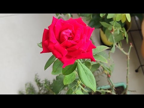 July Monsoon Plant Care Guide 🌧️ | Barish Me Plants Ko Healthy Kaise Rakhein? | Gardening Tips 2026