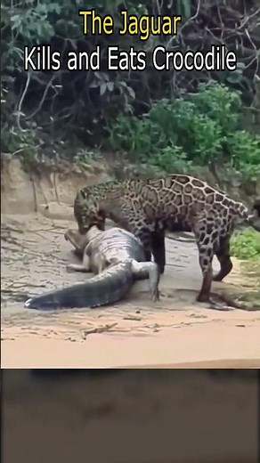 The Jaguar Kills and Eats Crocodile