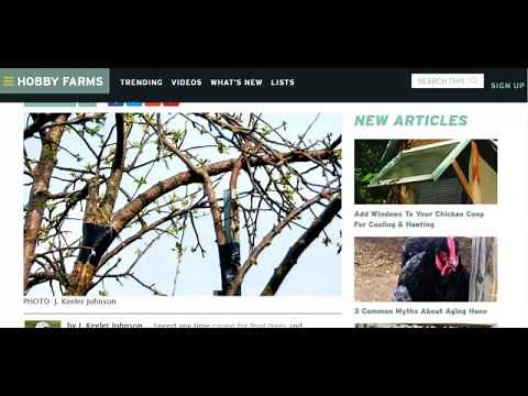 How To Repair Broken Fruit Tree Limbs
