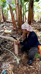 5.1K views · 75 reactions | Dili matag punoan butangan #tips #tutorial #banana #reelsvideoシ | Zacjian Vlog | Facebook