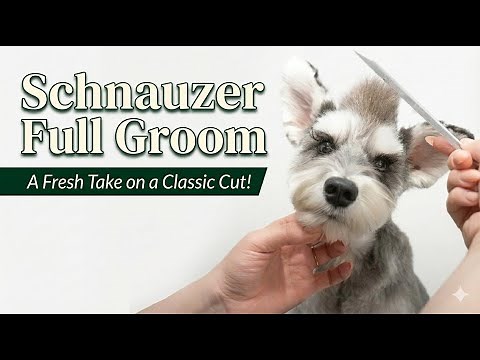 Schnauzer Full Groom | A Fresh Take on a Classic Cut!