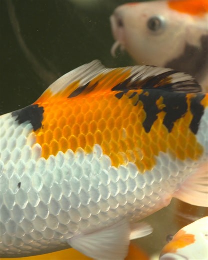 5.4K views · 69 reactions | Shop from one of the BIGGEST selections...