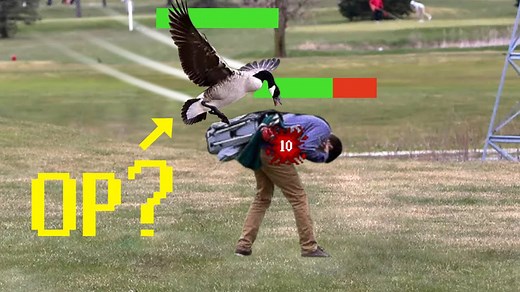 Why Geese Might Be the Apex Predators of the Suburbs