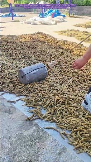 Stone Meets Grain: How a 40-Pound Roller Separates Millet From Its Husk