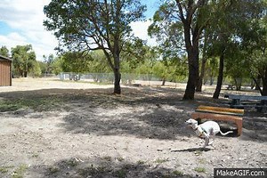 Mouse sprint on Make a GIF