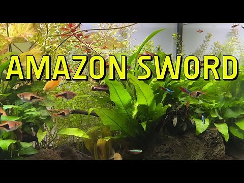 Amazon Sword Live Aquarium Plant Complete Guide