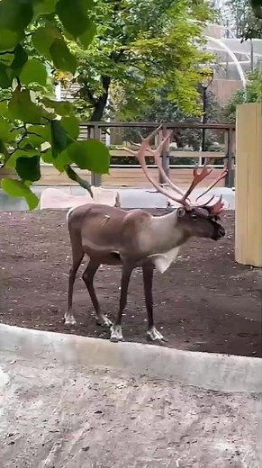 What Do Reindeer Eat?