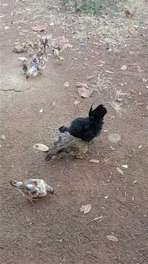 ដាក់ចំណីអោយមាន់ chicken 🐓