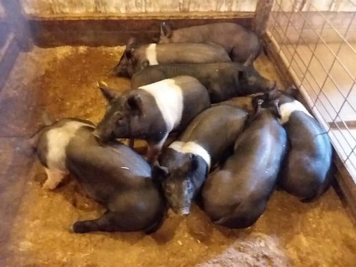 How Much Do Pigs Cost Per Pound? – Family Farm Livestock