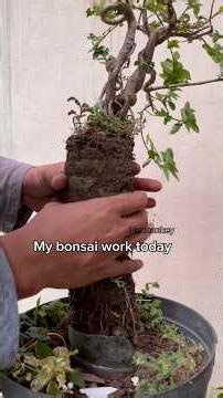 My bonsai work today, part 1. #bonsai #garden #plants #craft #diy #nature #tree