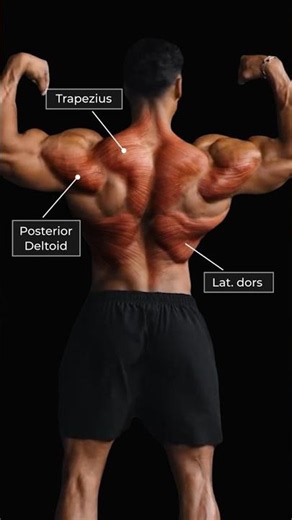 Build a Complete Back: 3 Regions You Must Train
