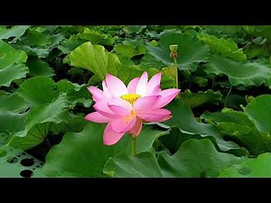 花笠道中 ; 美空 ひばり- Hanagasa douchuu ; Misora Hibari - 꽃삿갓 여행중