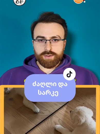 🟠 რა ჰგონიათ სარკეში? ♥️ 🟠 @ზოოარეა•ZooArea - Pawcast-ის მეგობარი ♥️ #პაატაწამალაშვილი #pawcast #სარკე #ძაღლი #ზოოარეა