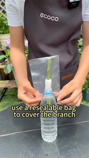 How to grow lemon tree by using water bottle | Lee Yumi