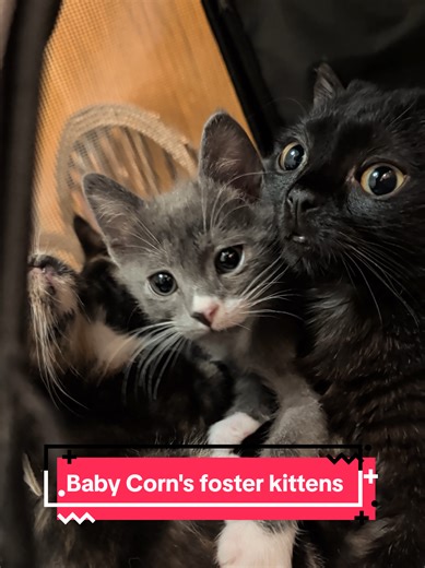 The temperature is below freezing in NYC and our apartment is also a little chilly, but don't worry, Baby Corn is keeping his little friends warm. They're 2 months old now and Baby Corn is 10 months old. Although he is only a little bigger than they are, he's a lot rounder so he's quite warm. #babycorncat #cerebellarhypoplasia #wobblycat #kittens #fosterkittens
