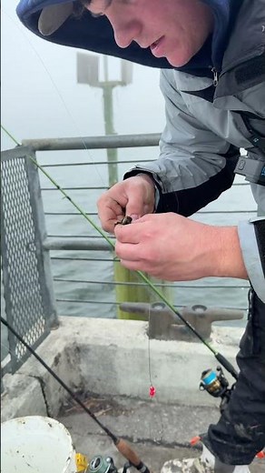 How I Rig My Fiddler Crabs For Bait