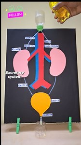 216K views · 1.9K reactions | Excretory system Working Model/kidney Working school project #excretorysystemmodel #kidneyworkingmodel #schoolprojectforexhibition #workingschoolproject #reelsinstagram #reelsfbviral #reels #trending #trendingreels | Kansal Creation | Facebook