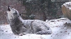 255K views · 6.9K shares | His howl gives you chills. The good kind....