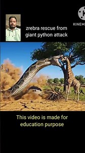 zrebra rescue fromKINEMASTERgiant python attack #shorts