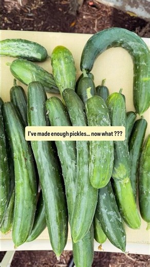 I have too many cucumbers.