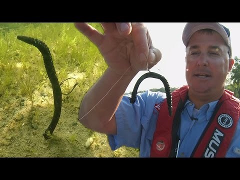 Tips on Bass Fishing the Neko Rig
