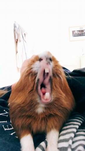 Adorable Guinea Pig Yawning Compilation