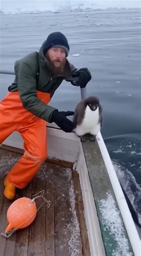 POV Baby Penguin’s Heroic Escape in Antarctica! 🐧❄️ #PenguinRescue #AntarcticPOV #WhaleChase | Natural fishing video