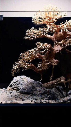 I finally set up my first bonsai aquascape! Let me know what you think below 👇