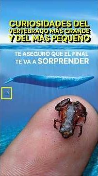 The largest and smallest vertebrates #funfacts #amazingnature