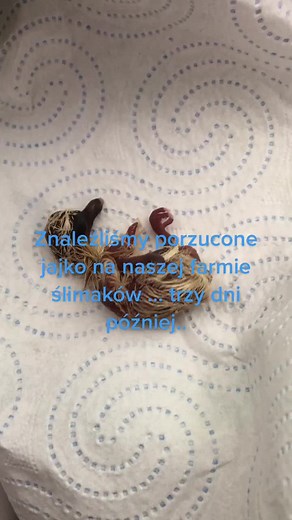 Newborn Rodent Care: Bringing Home a Baby Rat