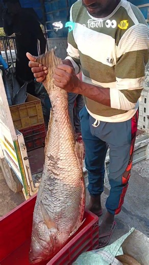 🦈👿🐬🐬🐋👀👀