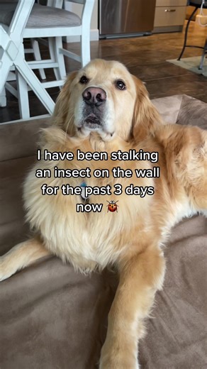 Funny Dog Diary: Saving Family from a Thumbtack