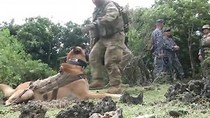 1.7K views · 30 reactions | If you only caught your Pacific Newsbreak on AFN American Forces Network, you missed a K-9 invasion... Check out our very special guest, plus serious K-9 training at Exercise Cope North and taking care of puppy smiles at Misawa Air Base. | AFN Pacific | Facebook