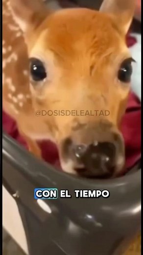 THE STORY OF THE DOG AND THE BAMBI 🐶