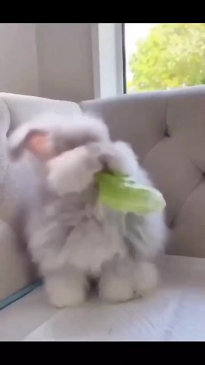 1.7K views · 165 reactions | So fluffy 殺 | Rabbit Lover community | Facebook